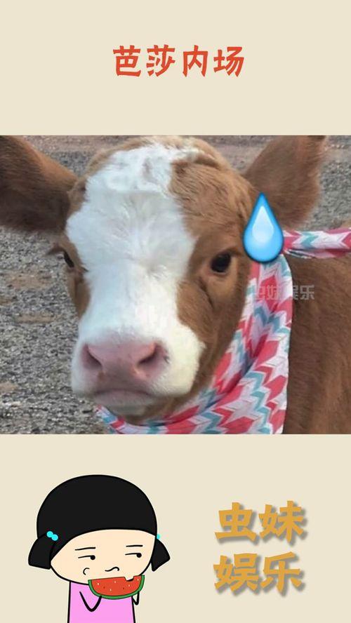 娱乐吃瓜酱熊大